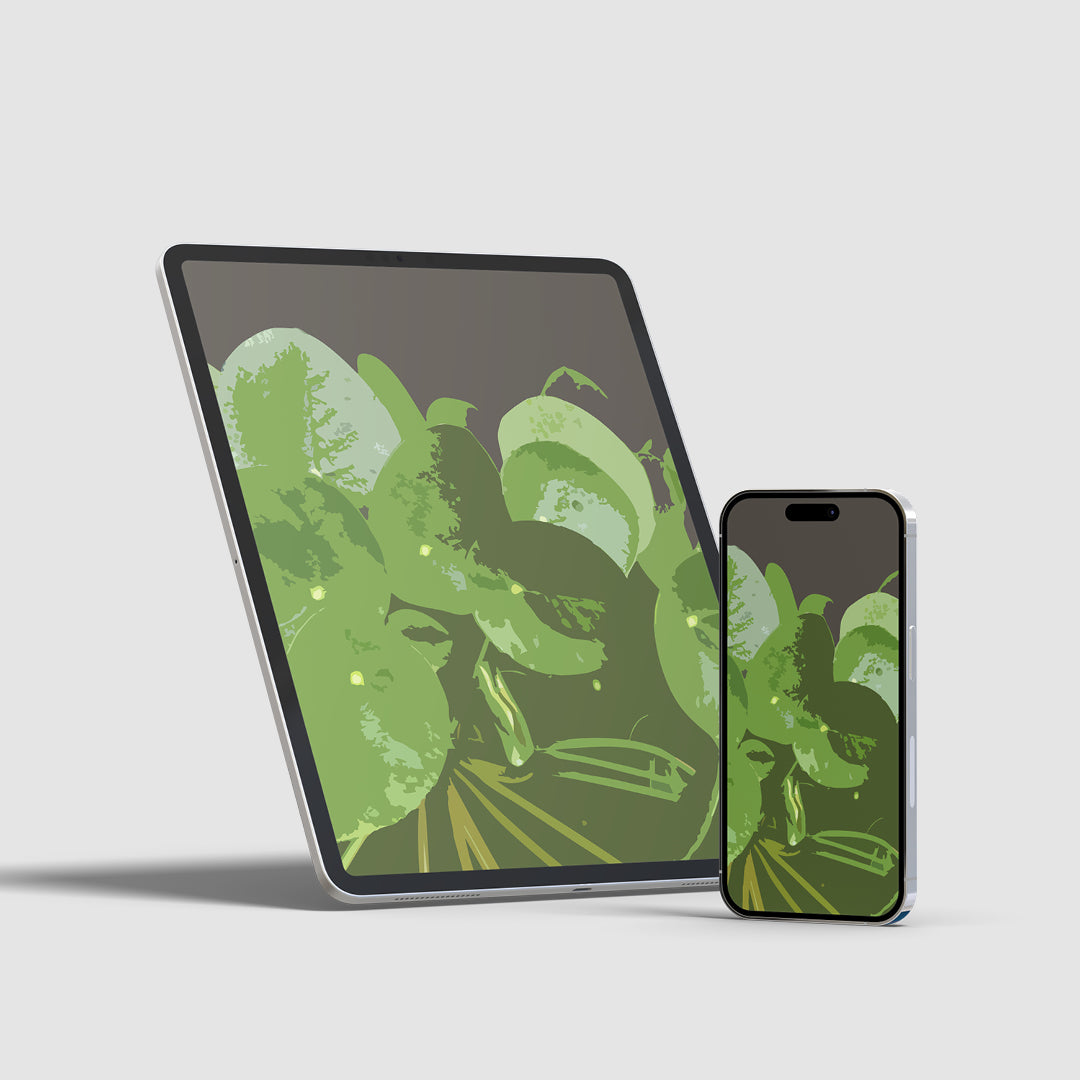 Chinese Money Plant