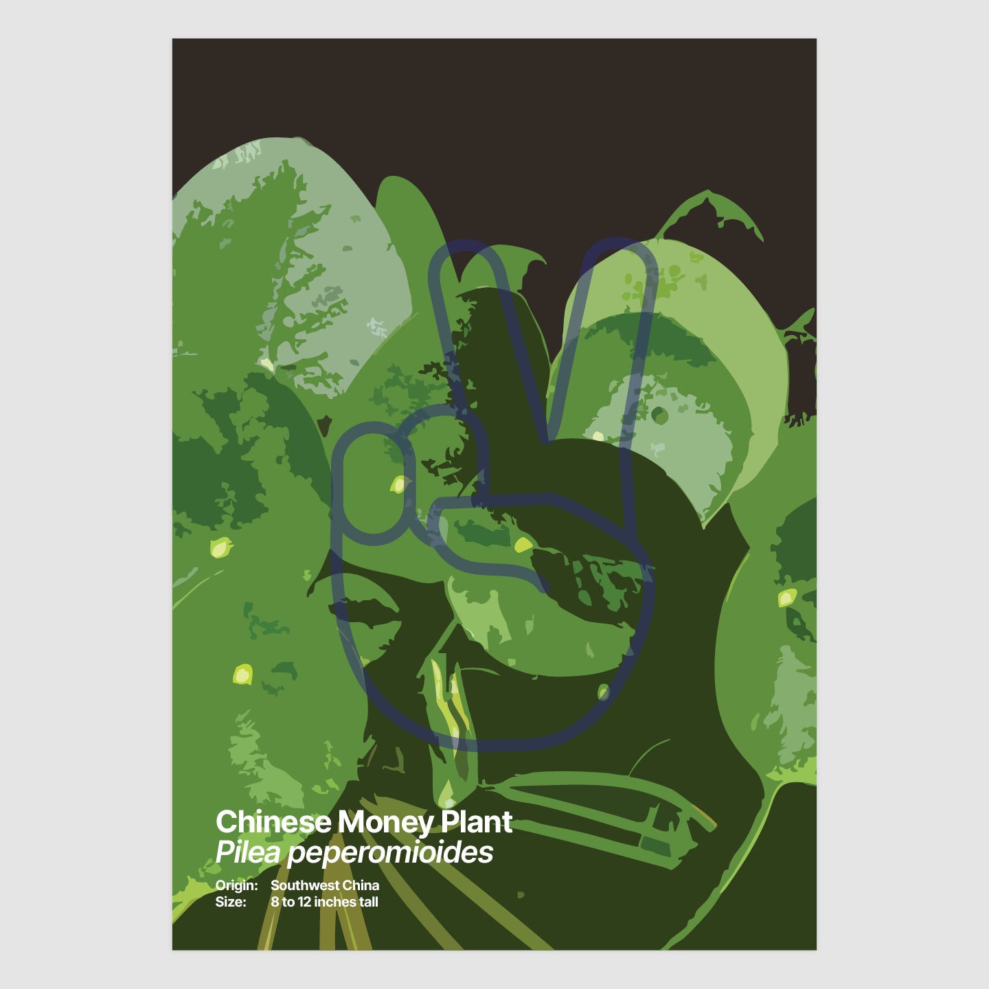 Chinese Money Plant
