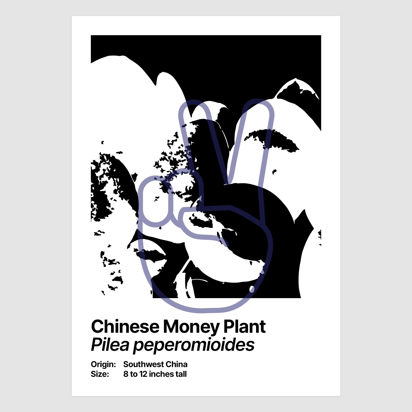 Chinese Money Plant