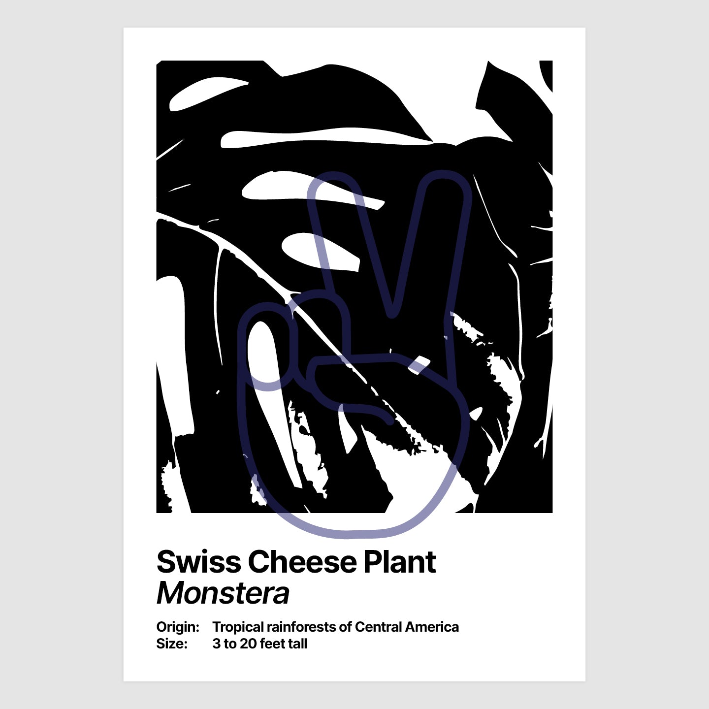 Swiss Cheese Plant