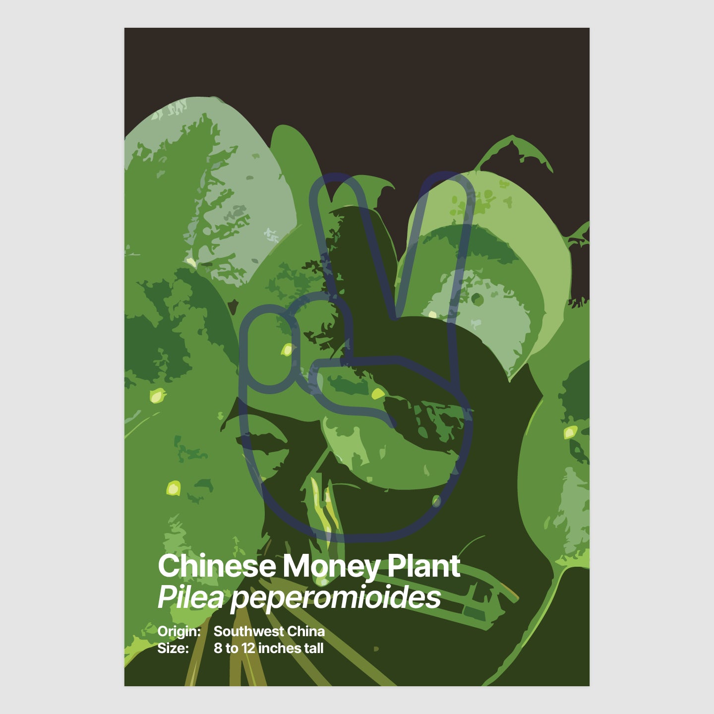Chinese Money Plant