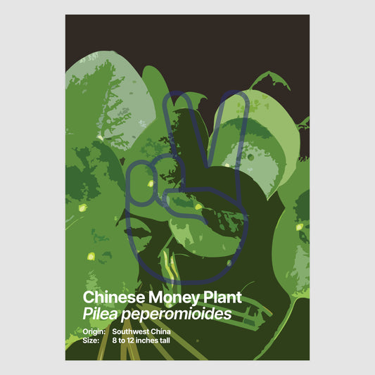 Chinese Money Plant