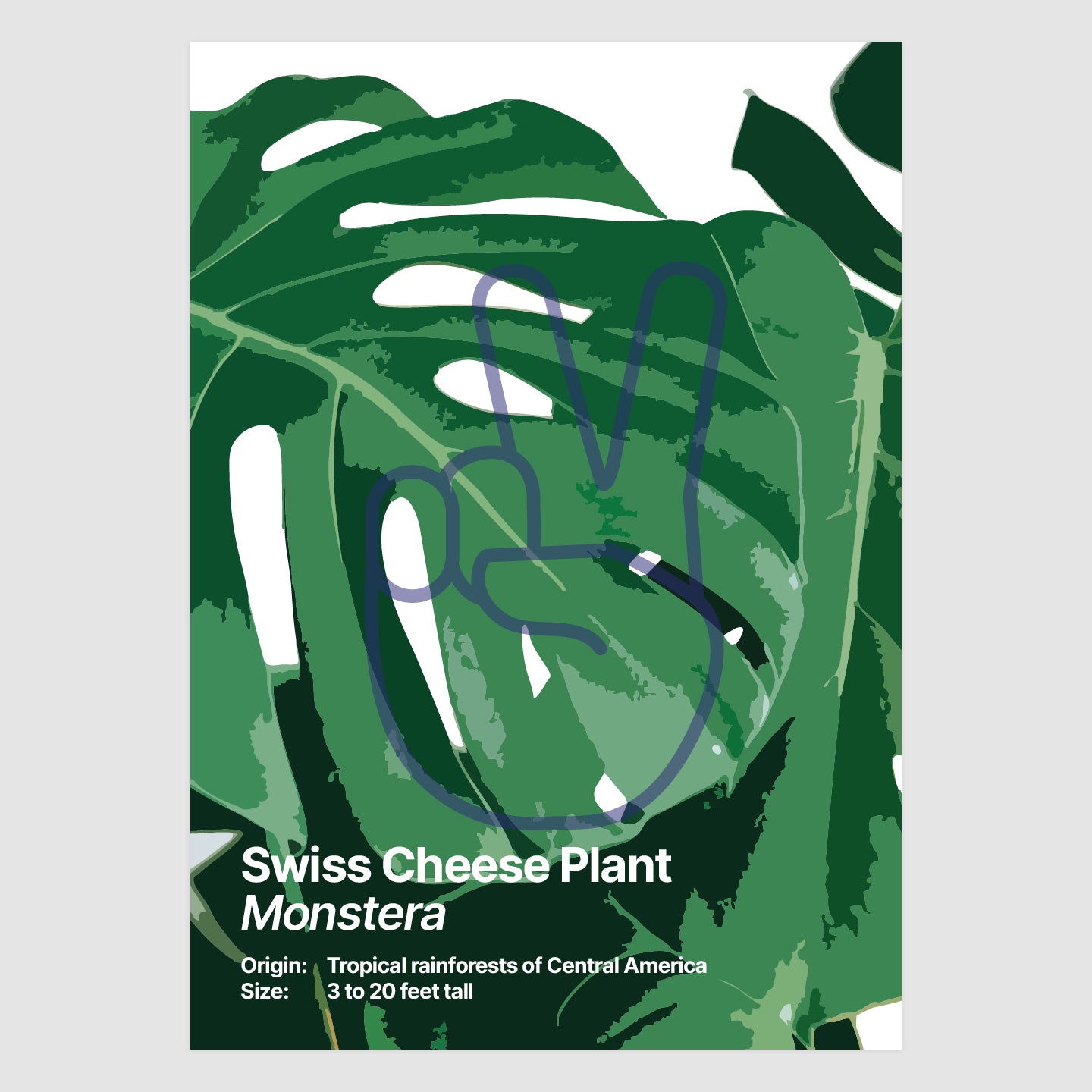 Swiss Cheese Plant