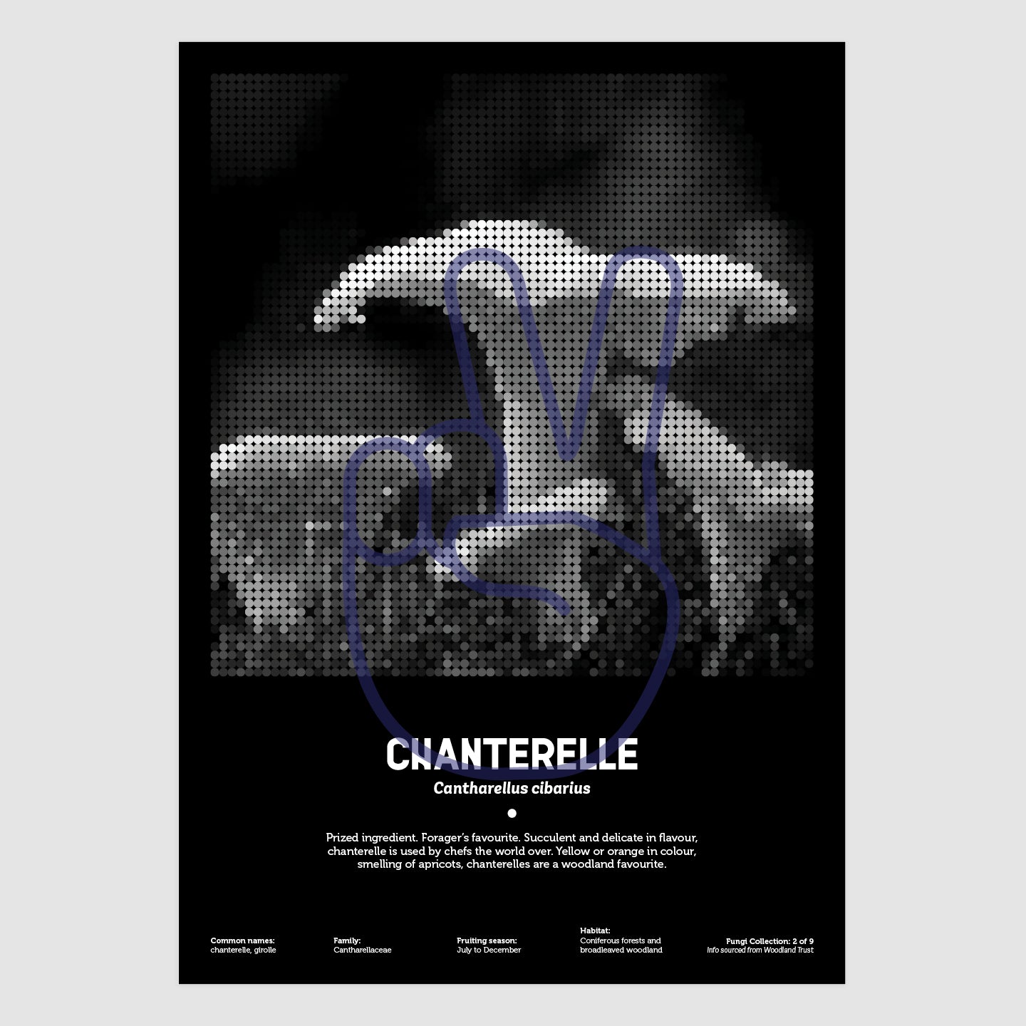 Chanterelle
