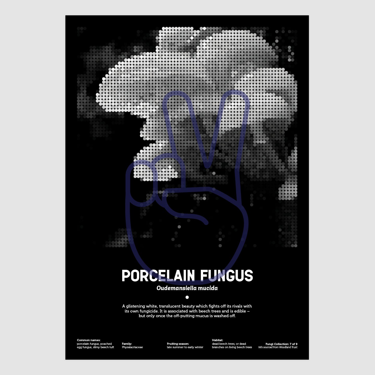 Porcelain Fungus