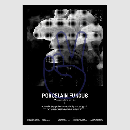 Porcelain Fungus