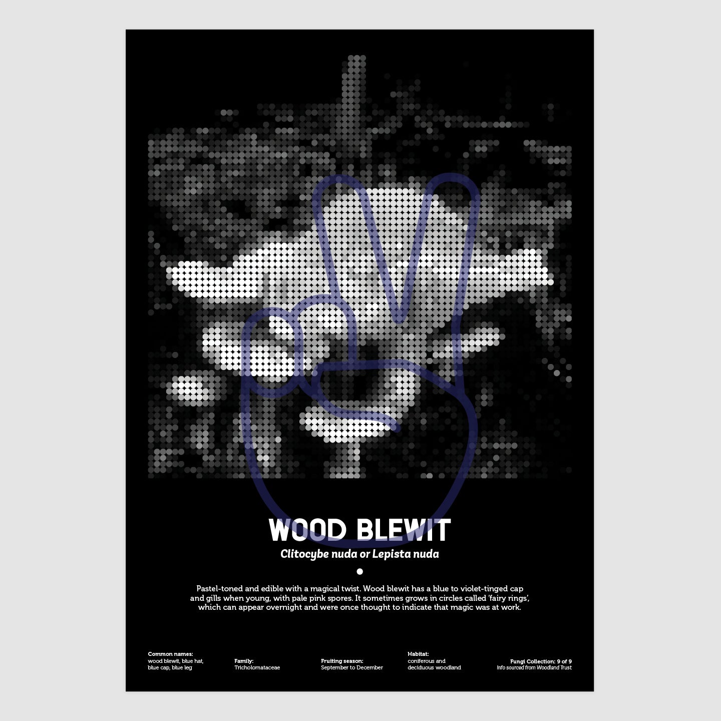 Wood Blewit