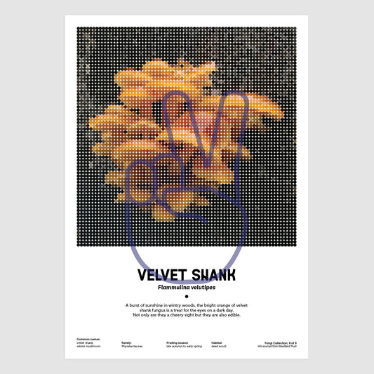 Velvet Shank