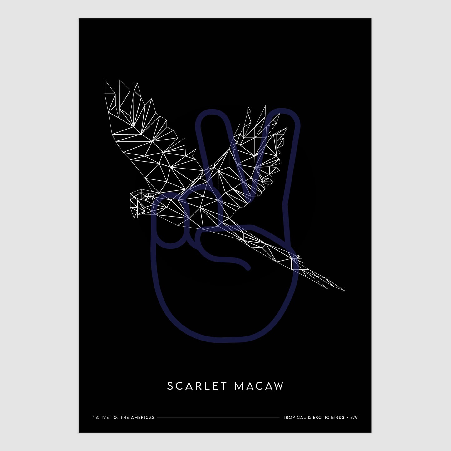 Scarlet Macaw