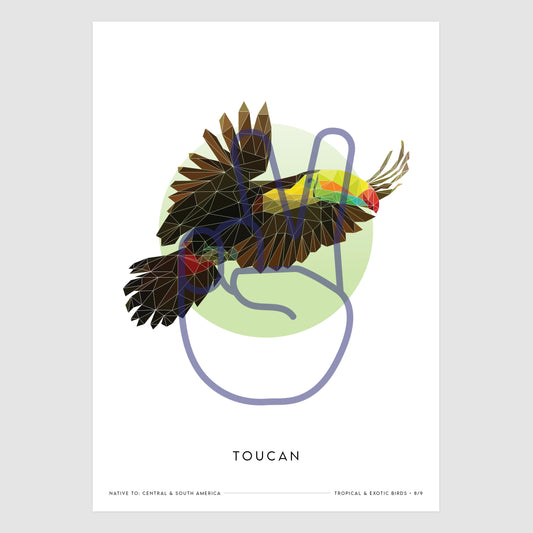 Toucan