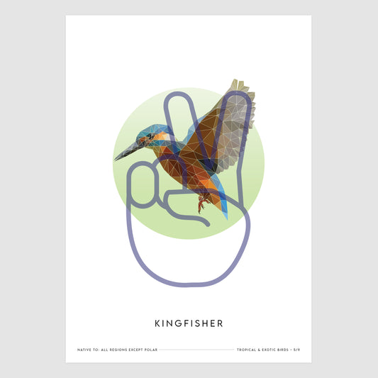 Kingfisher